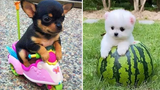 Baby Dogs 🔴 การรวบรวมวิดีโอสุนัขน่ารักและตลก 5 วิดีโอลูกสุนัขตลก 2020