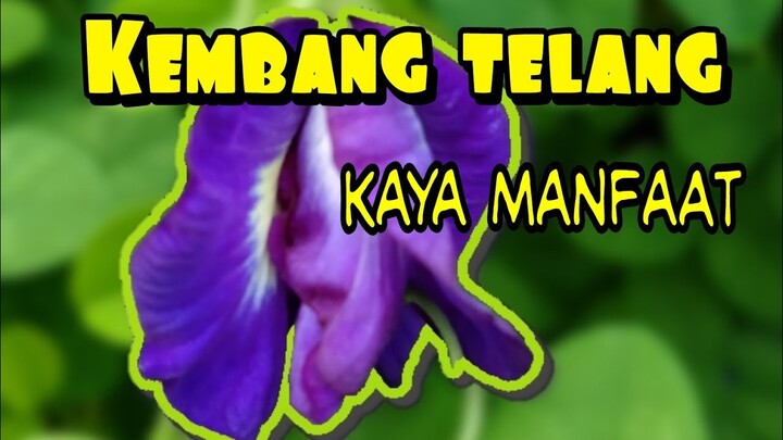 BUNGA LIAR NAN INDAH DENGAN BERMACAM" MANFAAT UNTUK KESEHATAN