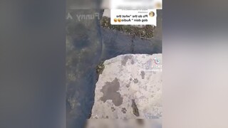 funny dog cat 2022 pet animals haihuoc vuinhon