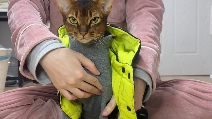 Kucing Juga Punya Gaya Musim Dingin Mereka Sendiri