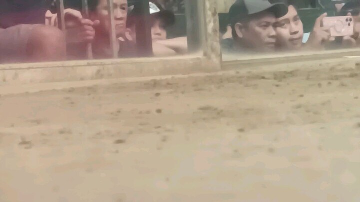 iron Lady MICHELLE BENNETT..San Pedro COLISEUM...Amazing sa RUEDA 5stag Derby