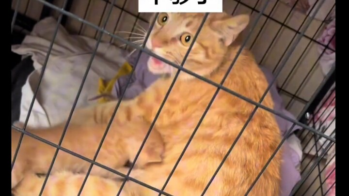 A cat gives birth to eight kittens but doesn’t have enough milk, crying out in pain—Ji Gong steps in