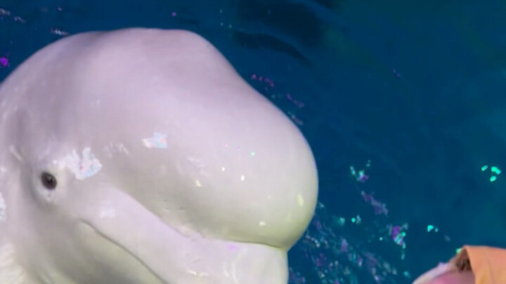 Big White’s mouth is so big—accidentally poured too much #BelugaEatsIce #HutanLittleFish