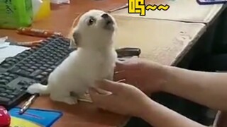 Rice Fragrance and Dog Cure Everything