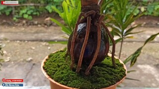 Coconut Bonsai