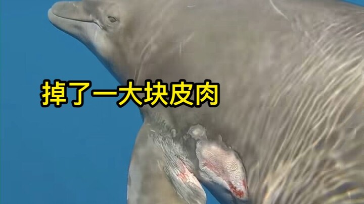 A little dolphin had two remoras clinging to its body and sought help from humans, leading to a wild