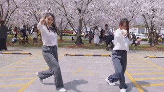 We rock Qing Ni 3 OST: رقص جماعي متناسق تحت شجرة الكرز