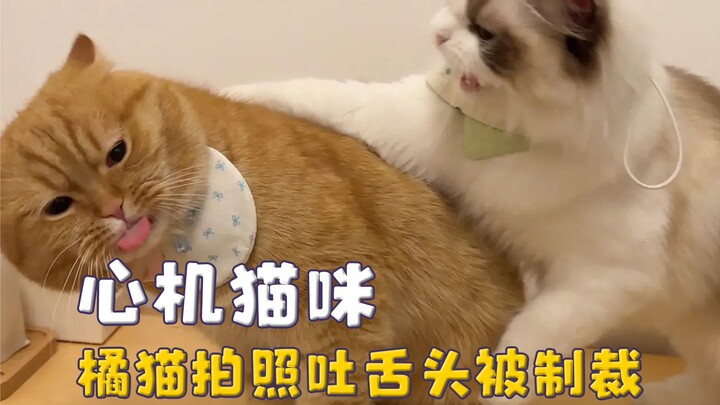 Pembahasan cara para kucing memikat manusia: begitu melihat orang, langsung beralih ke suara manja; 
