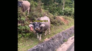 Được bro chỉ đường thật thân thiện | VỢ KTLN #ktln
