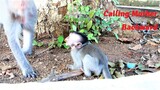 Pity For Cutie Baby Mila That She Is Rejected By Mother Monkey Malika To Hold Her Back And Cry