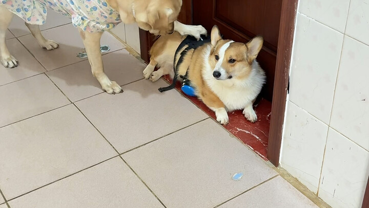 Corgi: Chắc nó nhìn thấy được chứ.