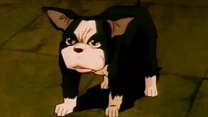 Do wild dogs have noble souls? I don’t know about other dogs, but Ichi must have!