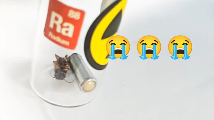 Con sâu nhỏ tôi nuôi bên cạnh tia phóng xạ đã chết…