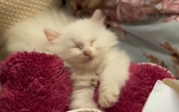 “Gousheng: I woke up too suddenly—there’s a dog at home.”   Let me sleep a bit more—how come there a