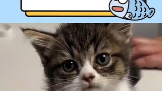 The sound of a small nose biting something big is quite loud.
