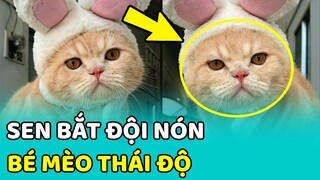 😻 Bé mèo có THÁI ĐỘ LÒI LÕM khi bị sen bắt ĐỘI NÓN làm đẹp | MEOW