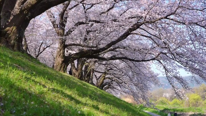 Beautiful Charry blossom #大自然 (Nature / প্রকৃতি)#风景 (Scenery / দৃশ্য)#大自然美景