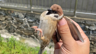 Why is the sparrow in our place so bold?