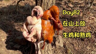 Day 82 | Release raw and cooked chickens in the mountains to see which ones the animals prefer to ea