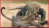 Komodo Vs Wild Cat, Poor Wild Cat.