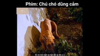 Tóm tắt phim: Chú chó dũng cảm p3 #videohaynhat