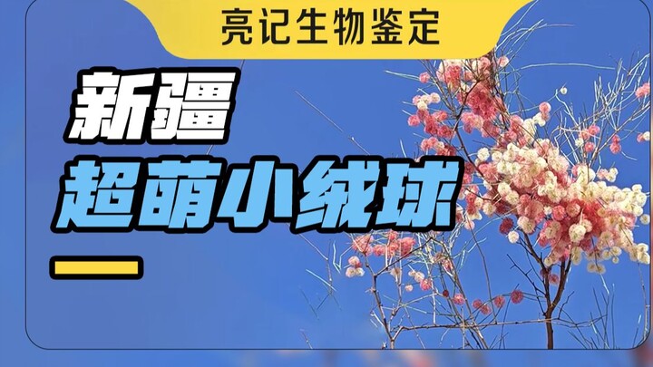 Kaktus Pasir dan Ular Pasir Imut di Gurun Xinjiang