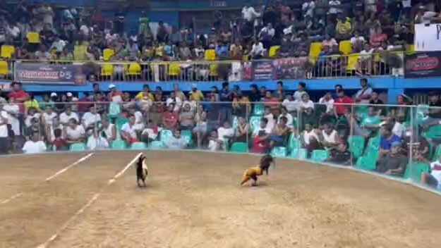 Championship Fight using Pumkin Hatch Cock. timing is everything