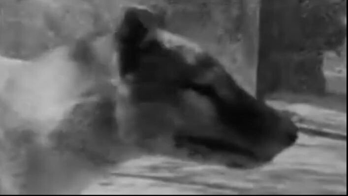 Top 3 Extinct Animals From Tasmania