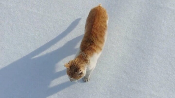 The kitten really does step on its own footprints with its back feet!