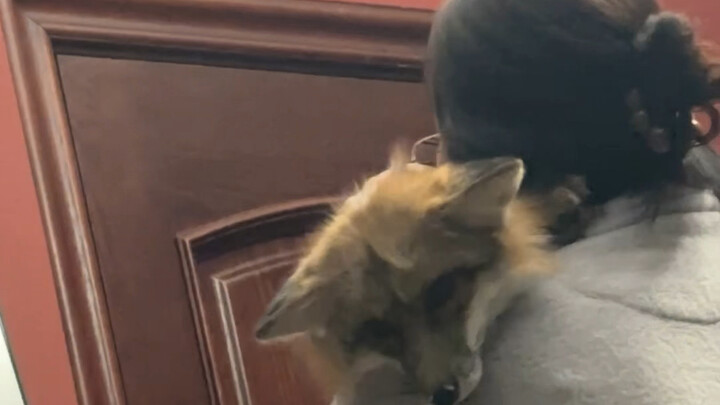 Before I got a fox, my mom said, “Can you really tame that thing? No way, no way!” Now…