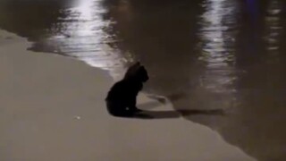 Pastikan untuk memperhatikan perilaku kucing kecil ini