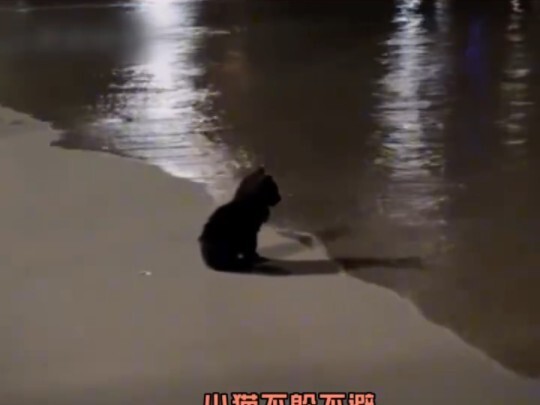 一定要注意小猫咪的这个行为