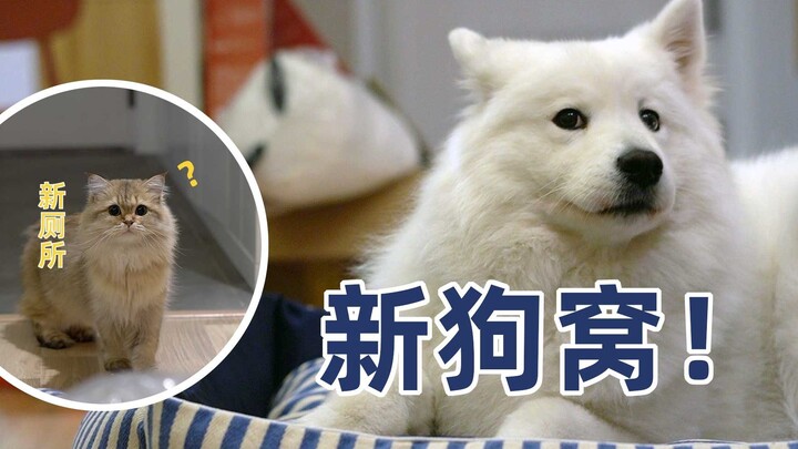 Mua cho kẹo dẻo Samoyed một chiếc cũi mới, Mochi vàng xen lẫn quan sát suốt quá trình; Mẹ: “Đừng tè 