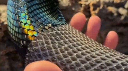 Colorful Swallowing Sky Python