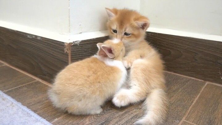 Golden Shorthair Cat's First Time Seeing Another Golden Shorthair Cat