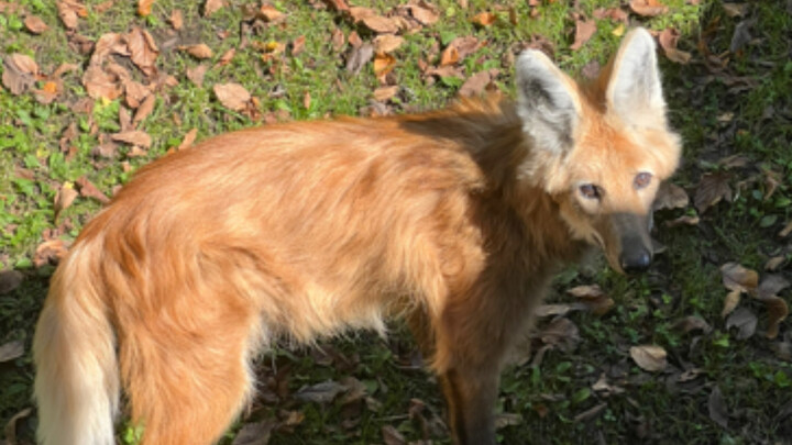 Kehidupan Sehari-hari Pegawai Kebun Binatang (8)