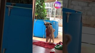 Cười tươi hơn hoa hậu 😂 #Shorts #Yeulu #Yeuluofficial