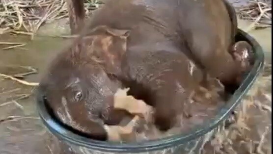 Baby elephant bath