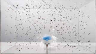 What happens if I put mosquito liquid on 100 mosquitoes together?