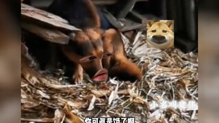 狗哥：别整，怕了