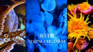 海洋是我的故乡