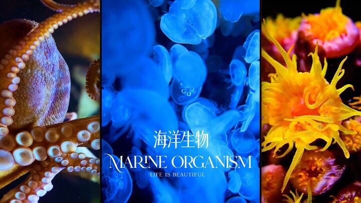 The ocean is my hometown