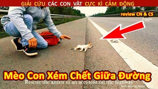 Mèo Con Xém Chết Ở Giữa Đường Và Cái Kết Được Cứu Sống Đầy Bất Ngờ || Review Con Người Và Cuộc Sống