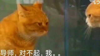 Current status of communication between you and your mentor (master)