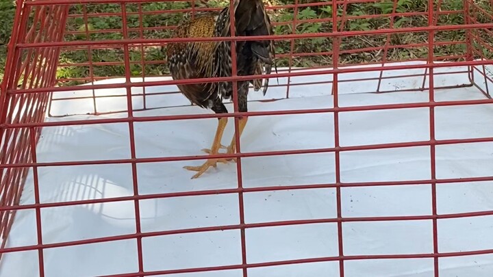 Irish dome sweater CAPGAMEFOWLS LINES 🏆🏆🏆