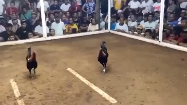 3rd fyt sarung bangui 5stag