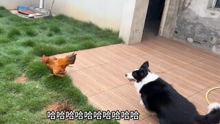 Seperti apa rasanya membimbing border collie untuk menggembalakan ayam tanpa hambatan?