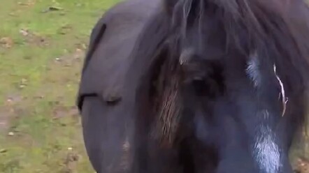 Like it or not? Such a cute little pony!