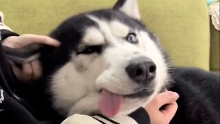 “การชอบมนุษย์นั้นอยู่ในยีนของสุนัข”