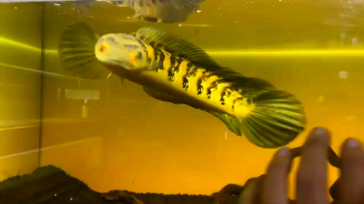 sesekali main ikan skip dulu main ceweknya